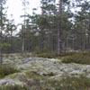 Lisää baanaa (55KB)