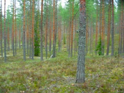 luukutusta...