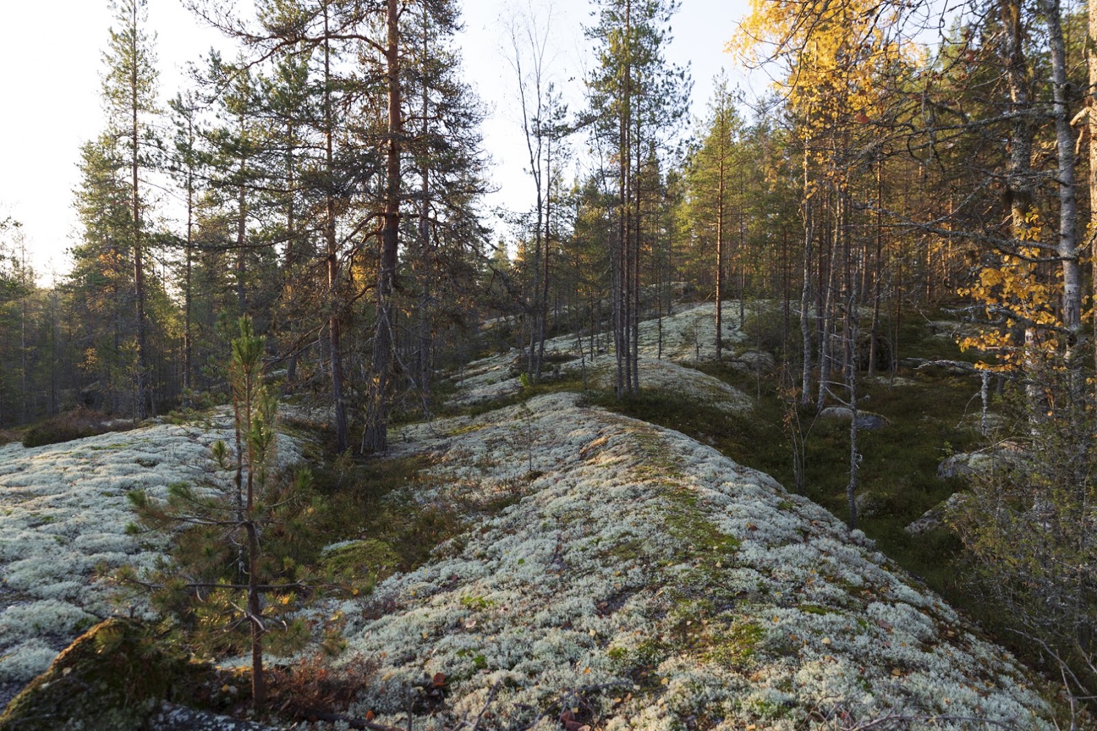 Tervetuloa!